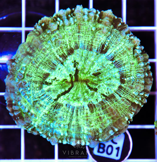 Acanthophyllia AUS