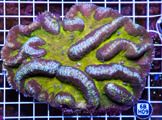 Symphyllia INDO W