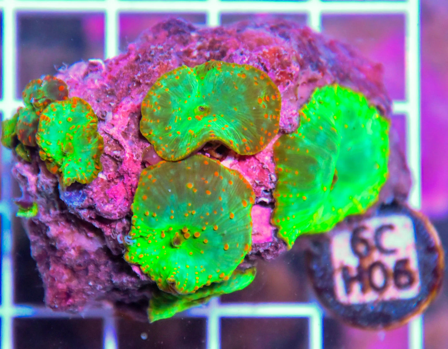 Mushroom INDO