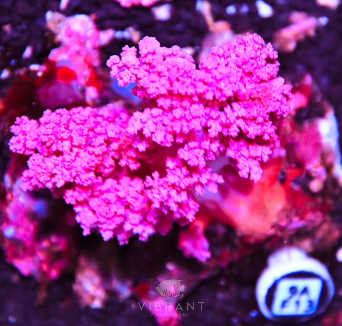 Carnation Coral INDO W