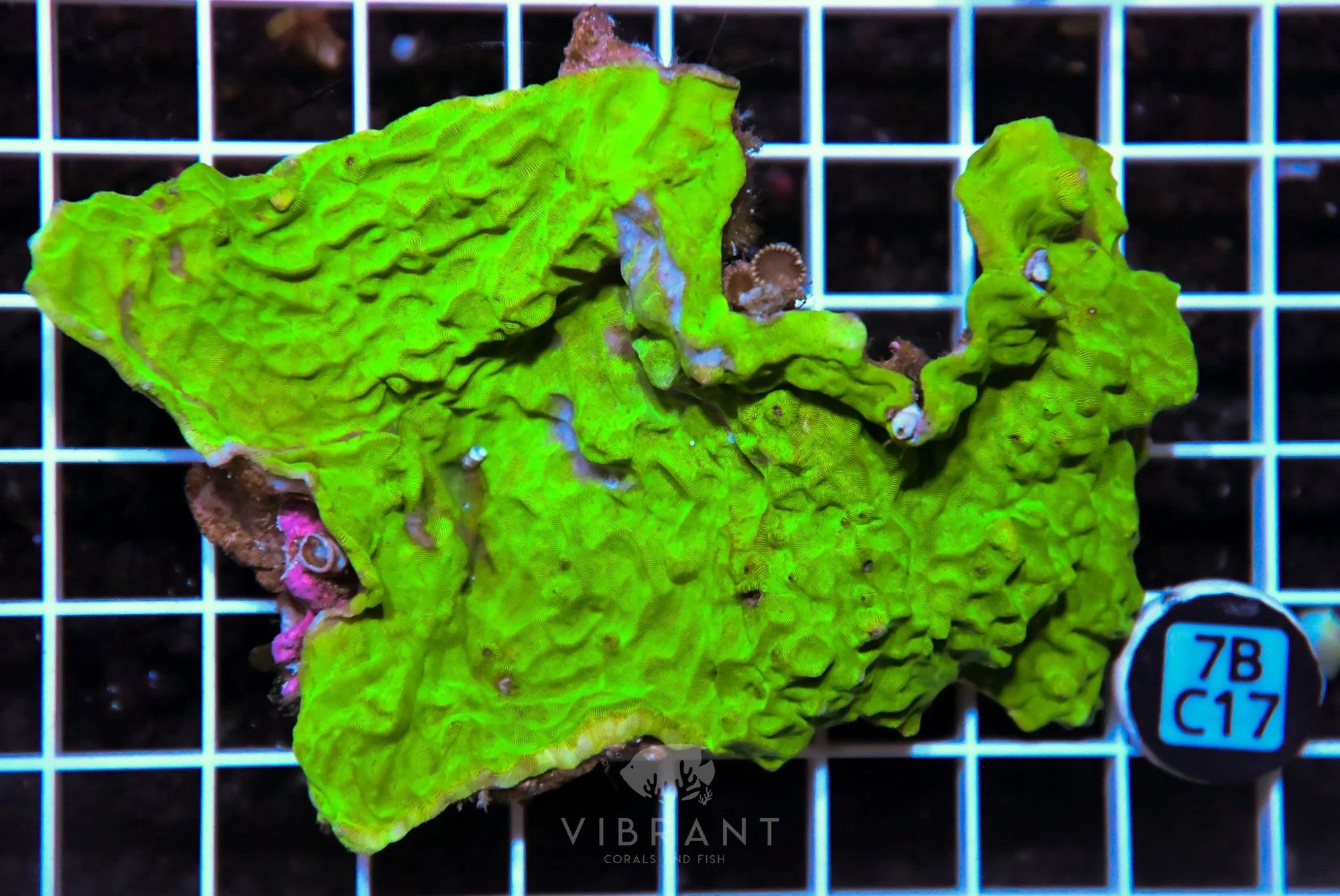 Leptastrea AUS