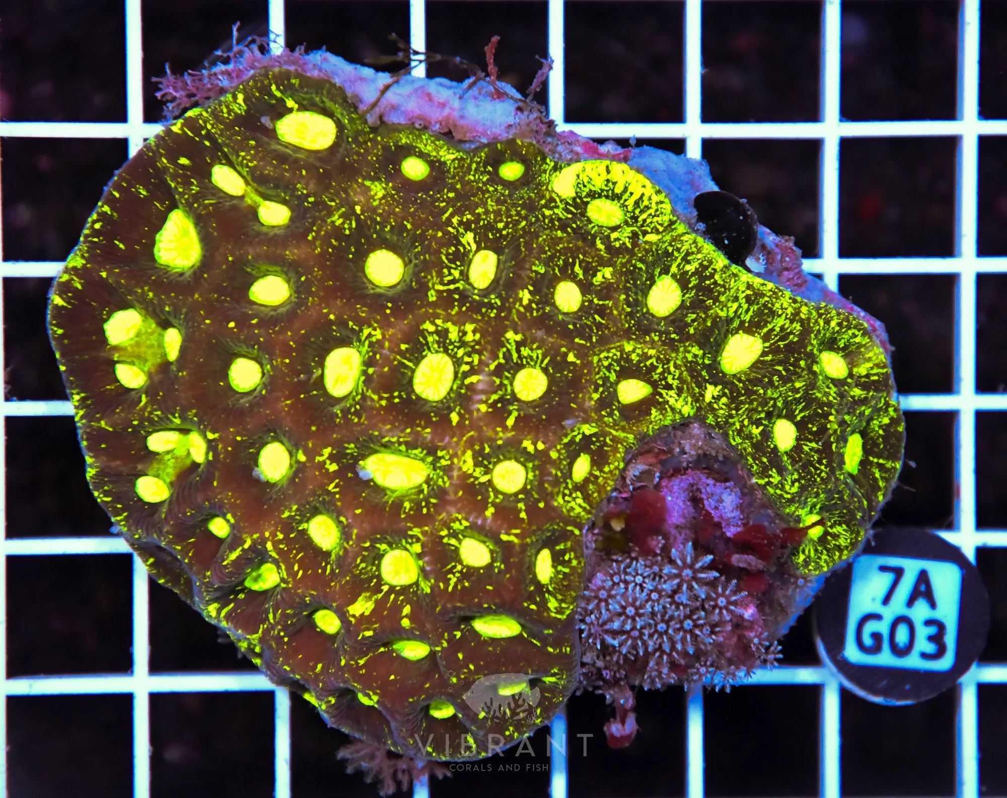 Goniastrea AUS