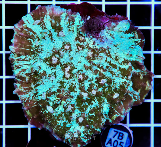 Chalice INDO