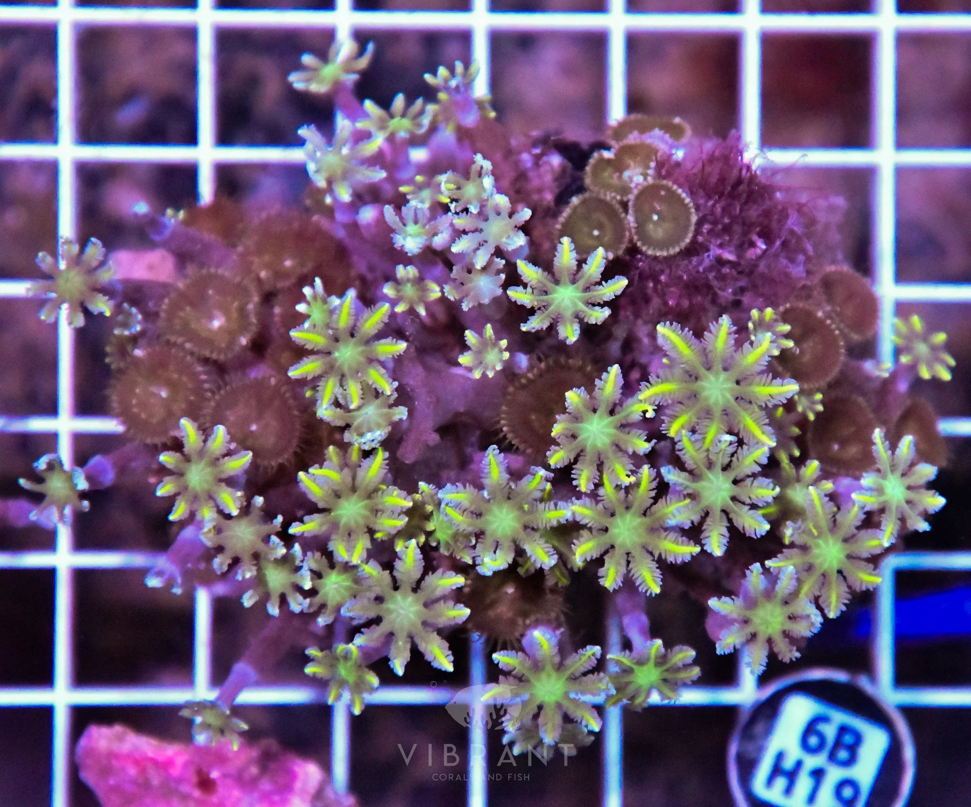 Clove Polyp INDO W