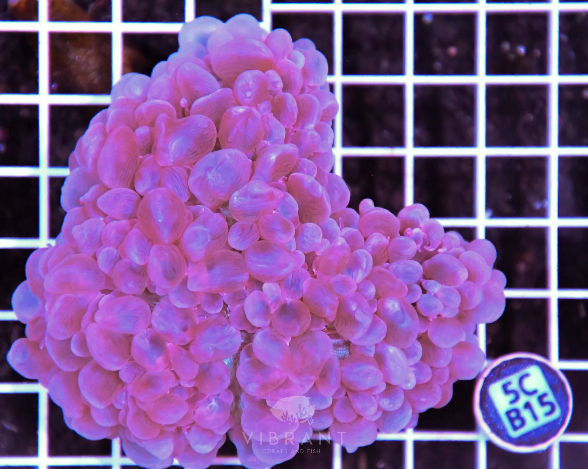 Bubble Coral AUS