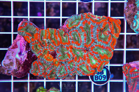 Micromussa WAUS