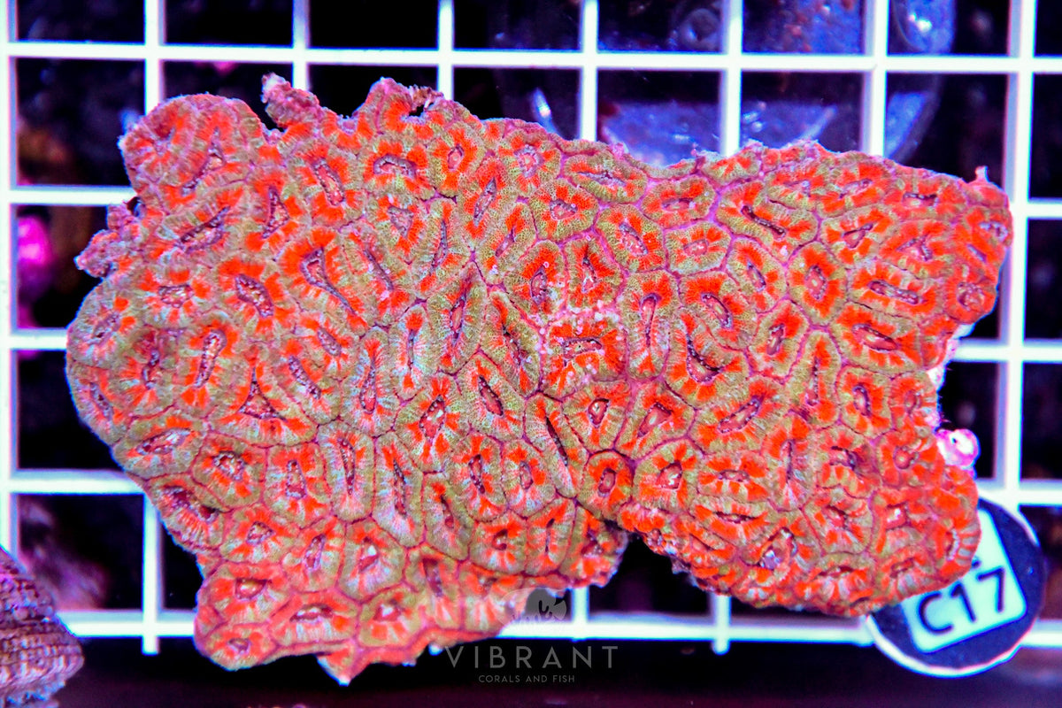 Micromussa INDO