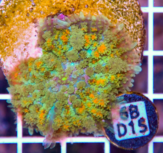 Mushroom INDO