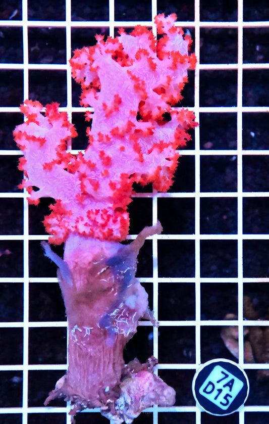 Carnation Coral INDO W