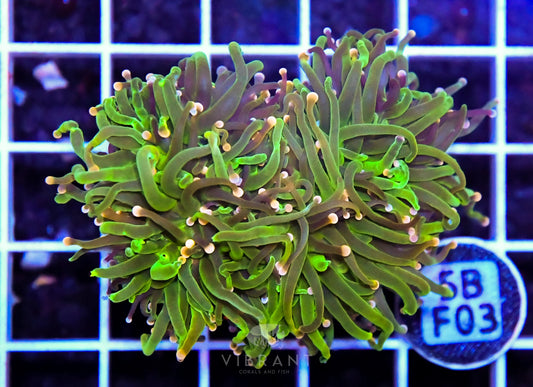 Frag Torch INDO W FAT HEAD