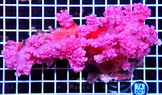 Carnation Coral INDO W