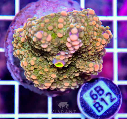 Mushroom INDO