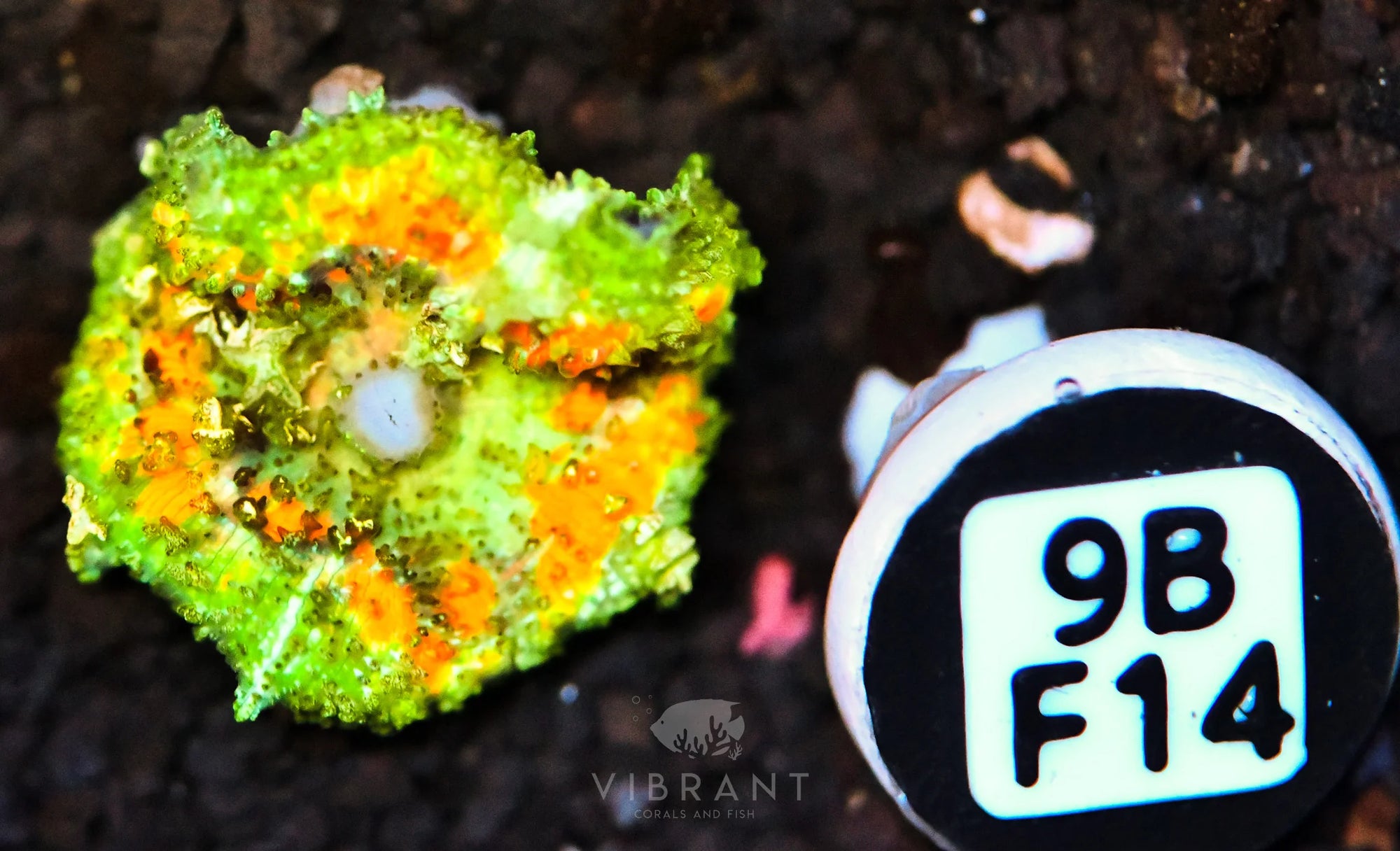 Mushroom SPECIAL