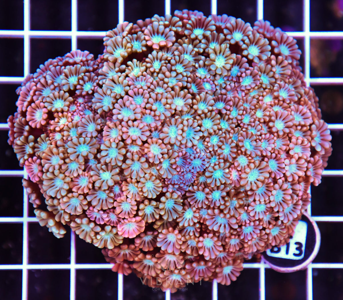 Alveopora AUS