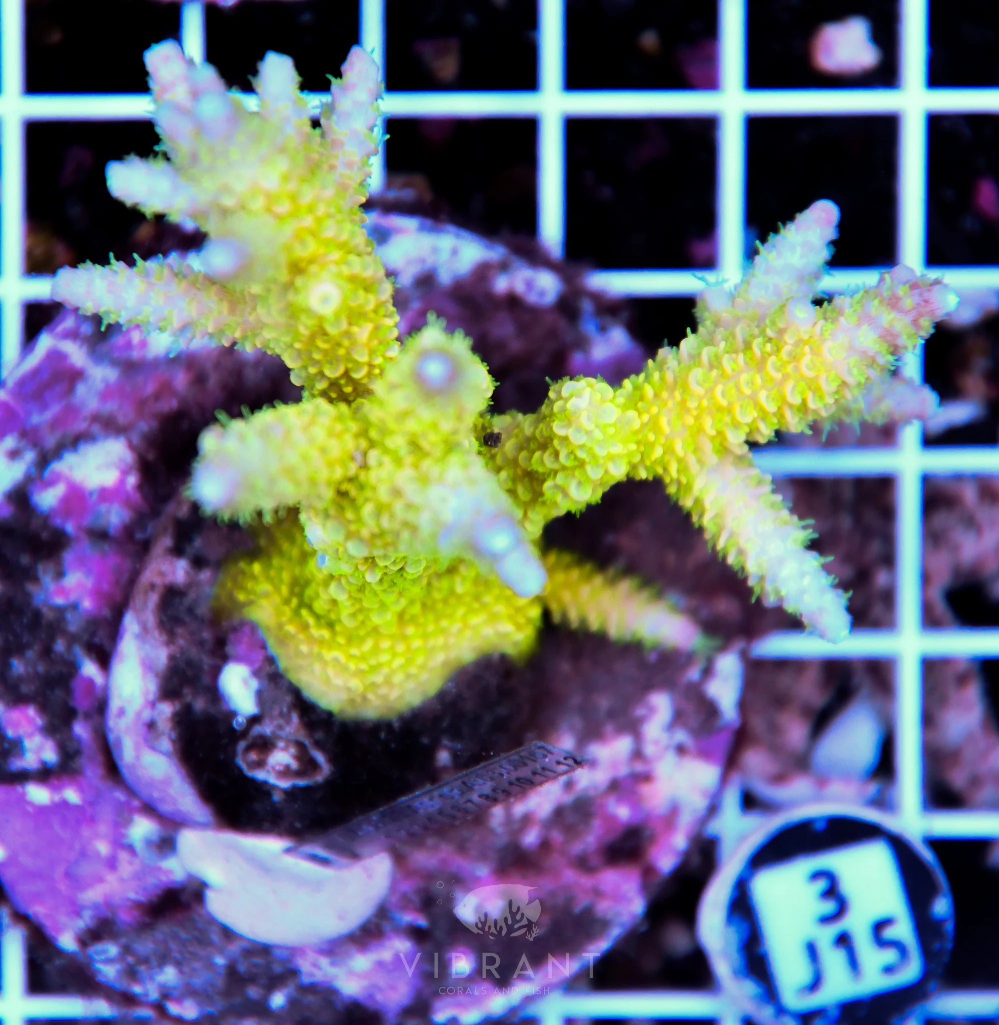 Acro INDO