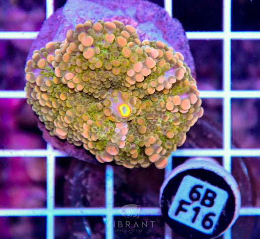 Mushroom INDO