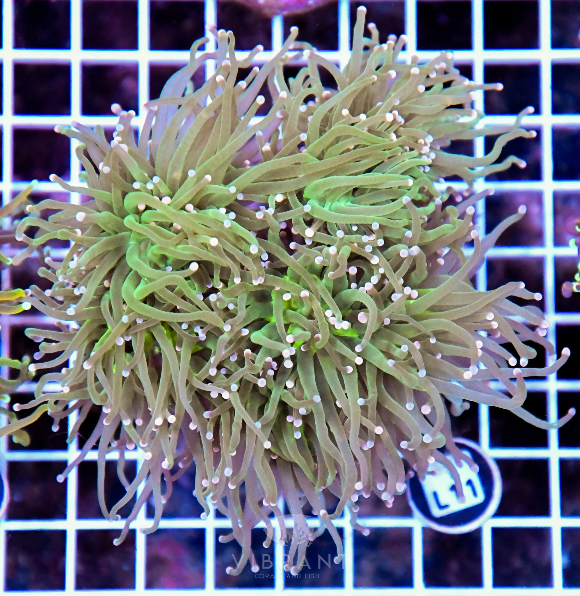 Torch INDO Colony