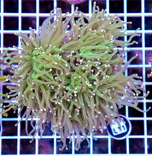 Torch INDO Colony