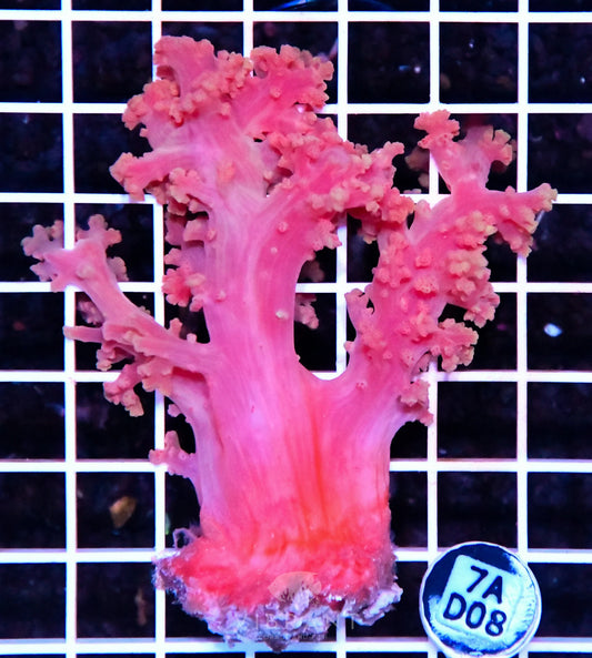 Carnation Coral INDO W