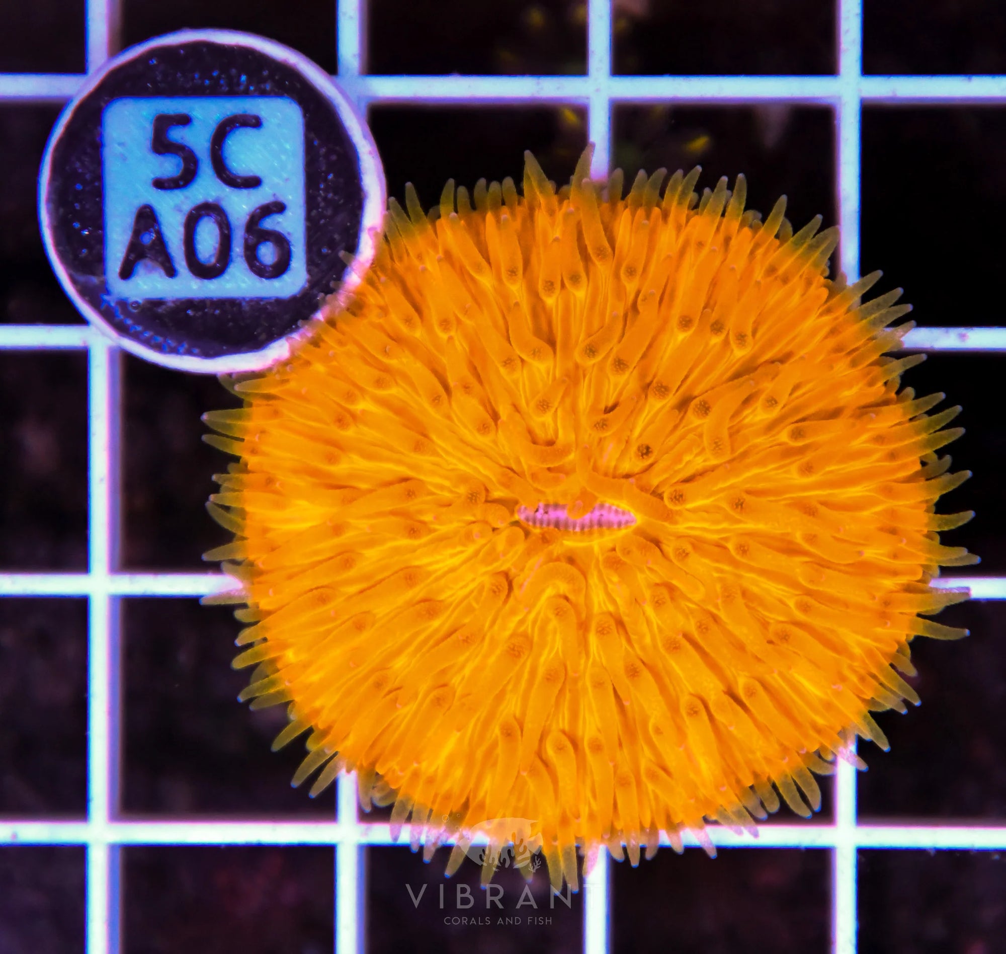 Fungia ORANGE AUS