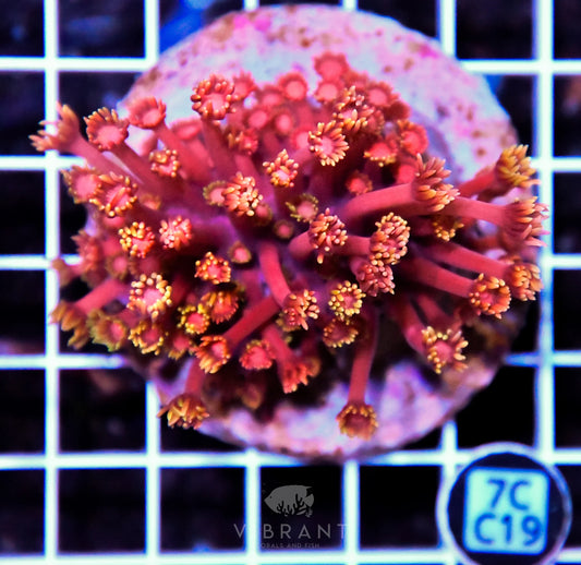 Goniopora INDO