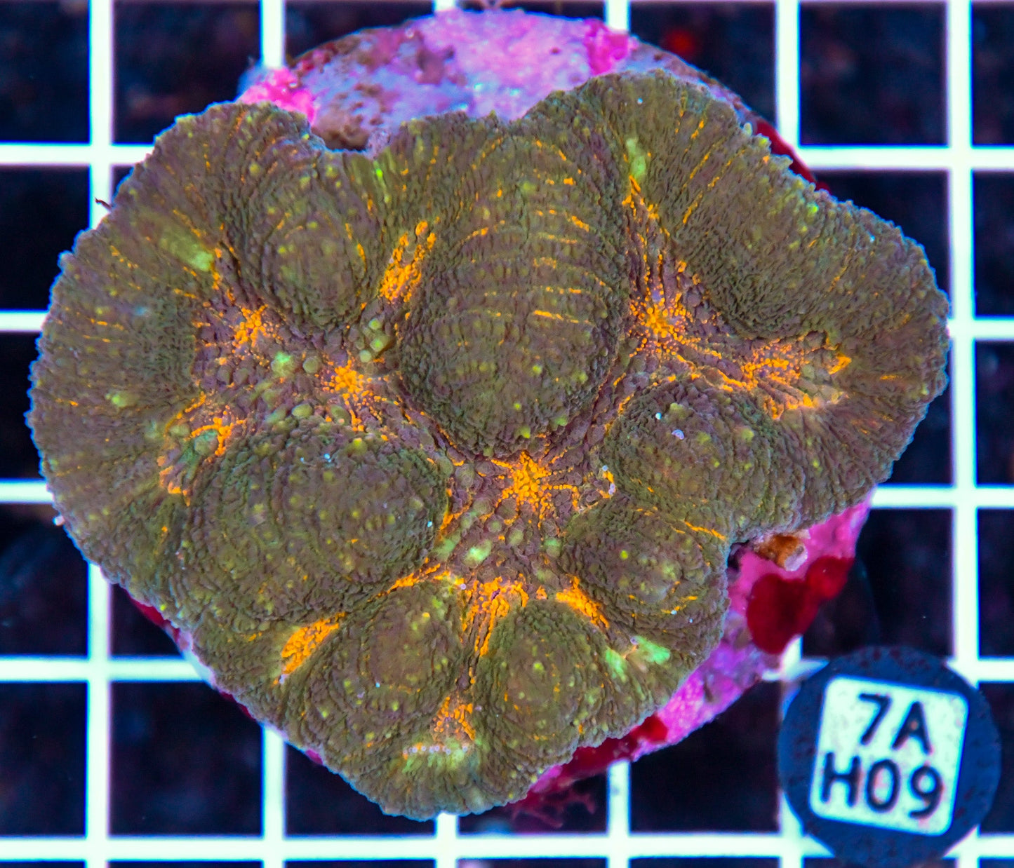 Symphyllia INDO