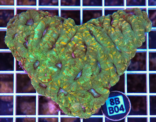 Micromussa WAUS