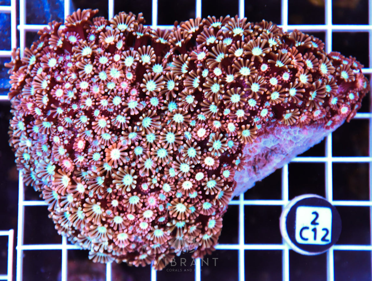 Alveopora AUS