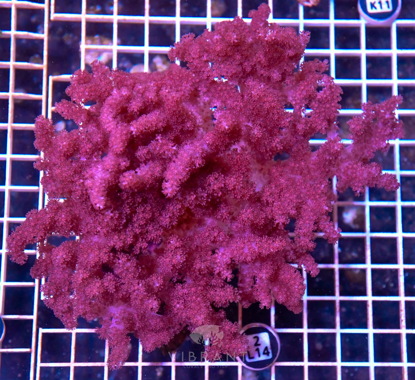 Colt Coral INDO W