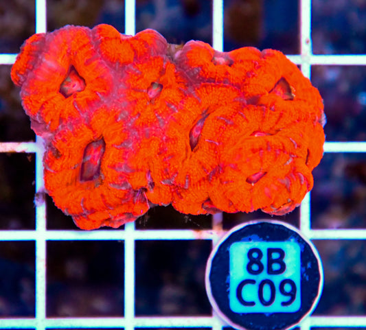 Micromussa WAUS