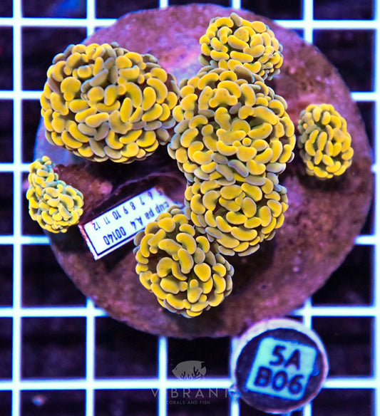 Hammer Branching INDO