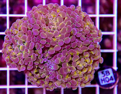 Hammer Branching INDO