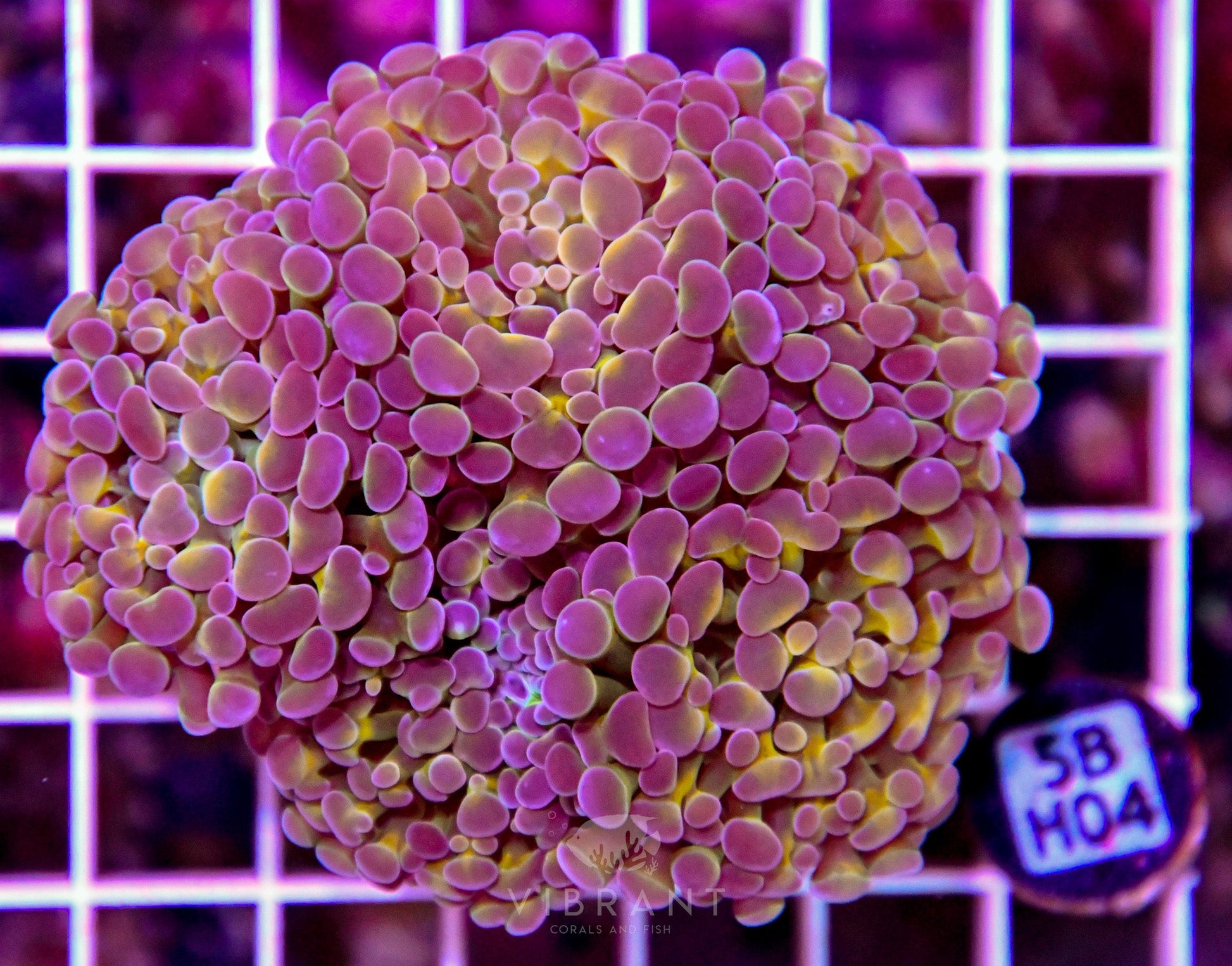 Hammer Branching INDO