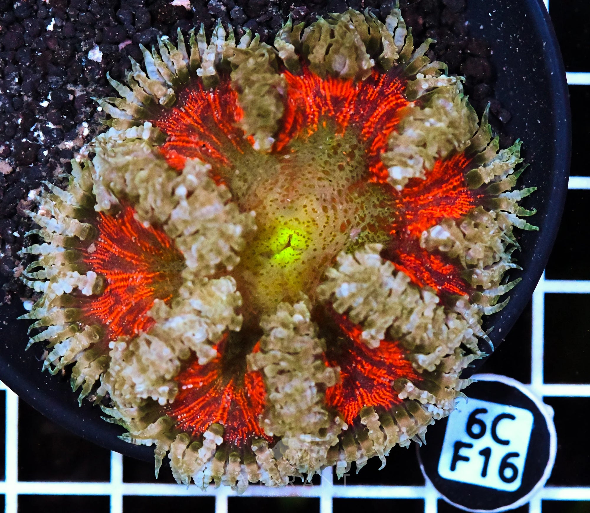 Rock Flower Anemone