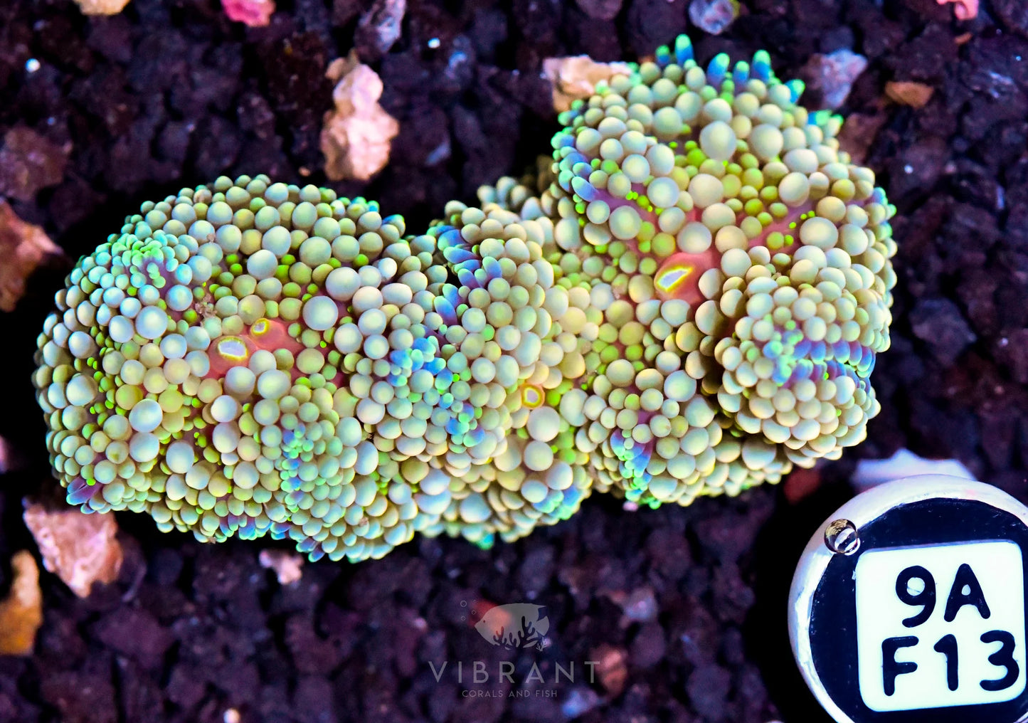 Ricordea Mushroom