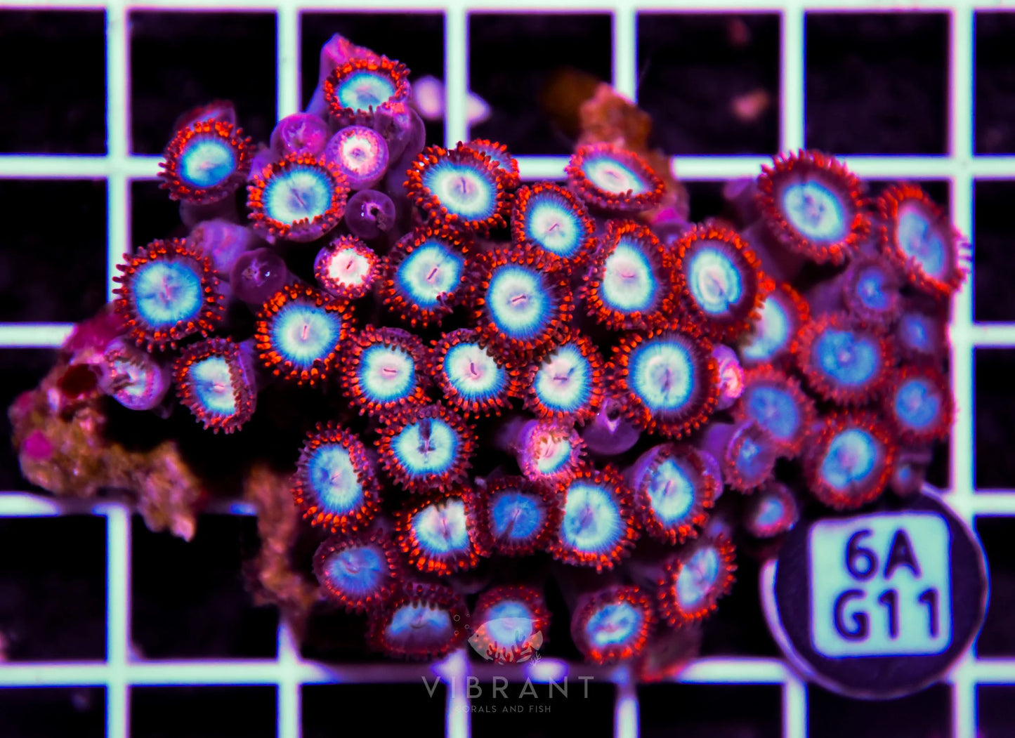 Zoa INDO W