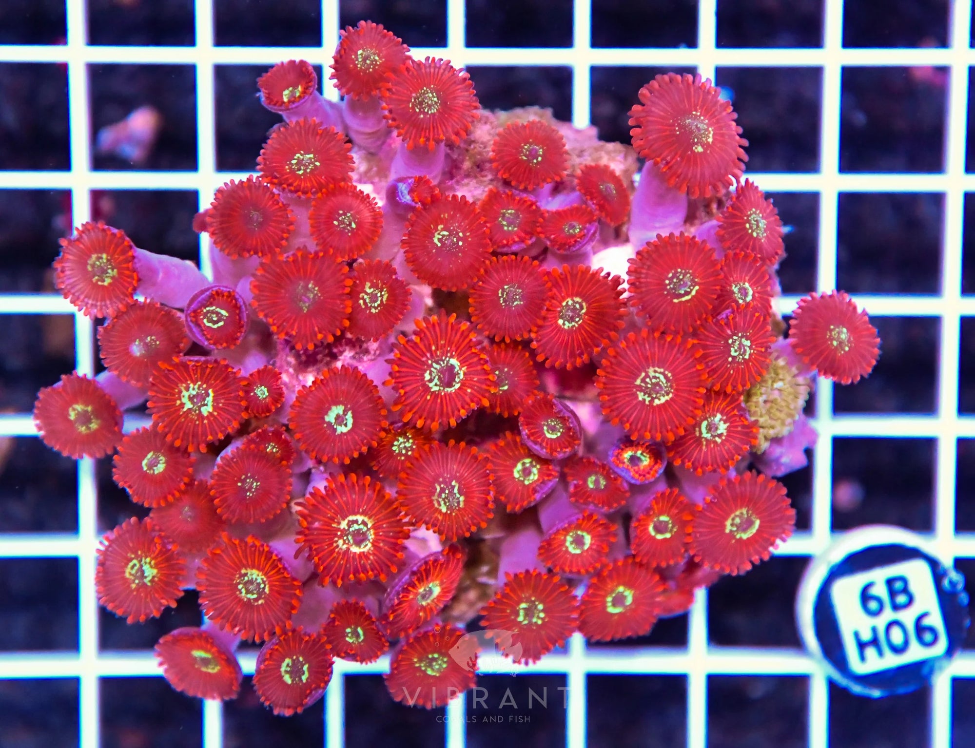 Zoa INDO W