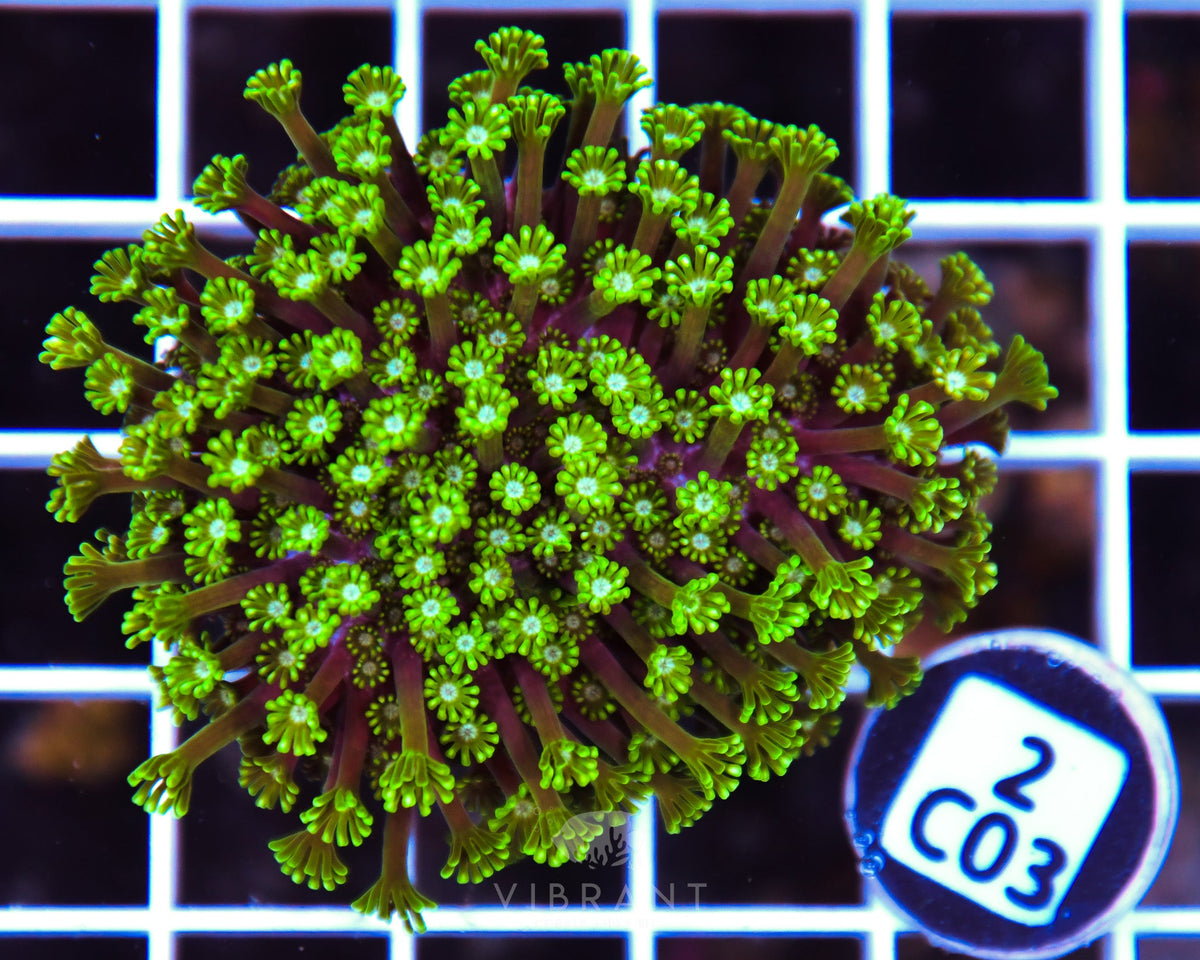 Alveopora AUS