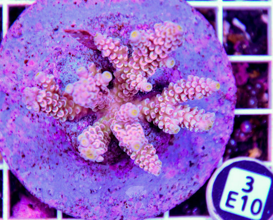 Acro INDO