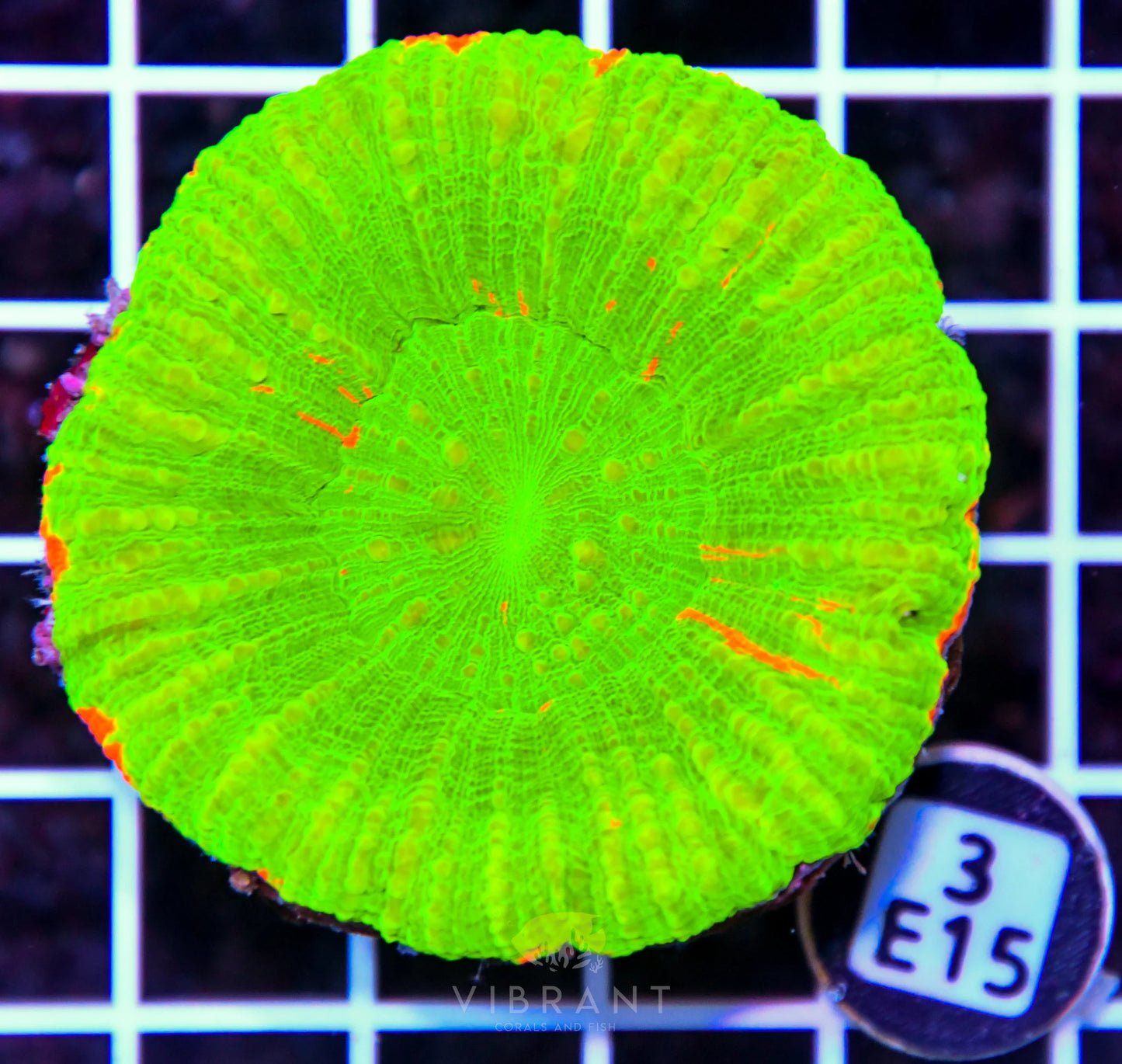 Scoly AUS