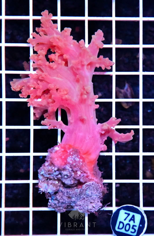 Carnation Coral INDO W