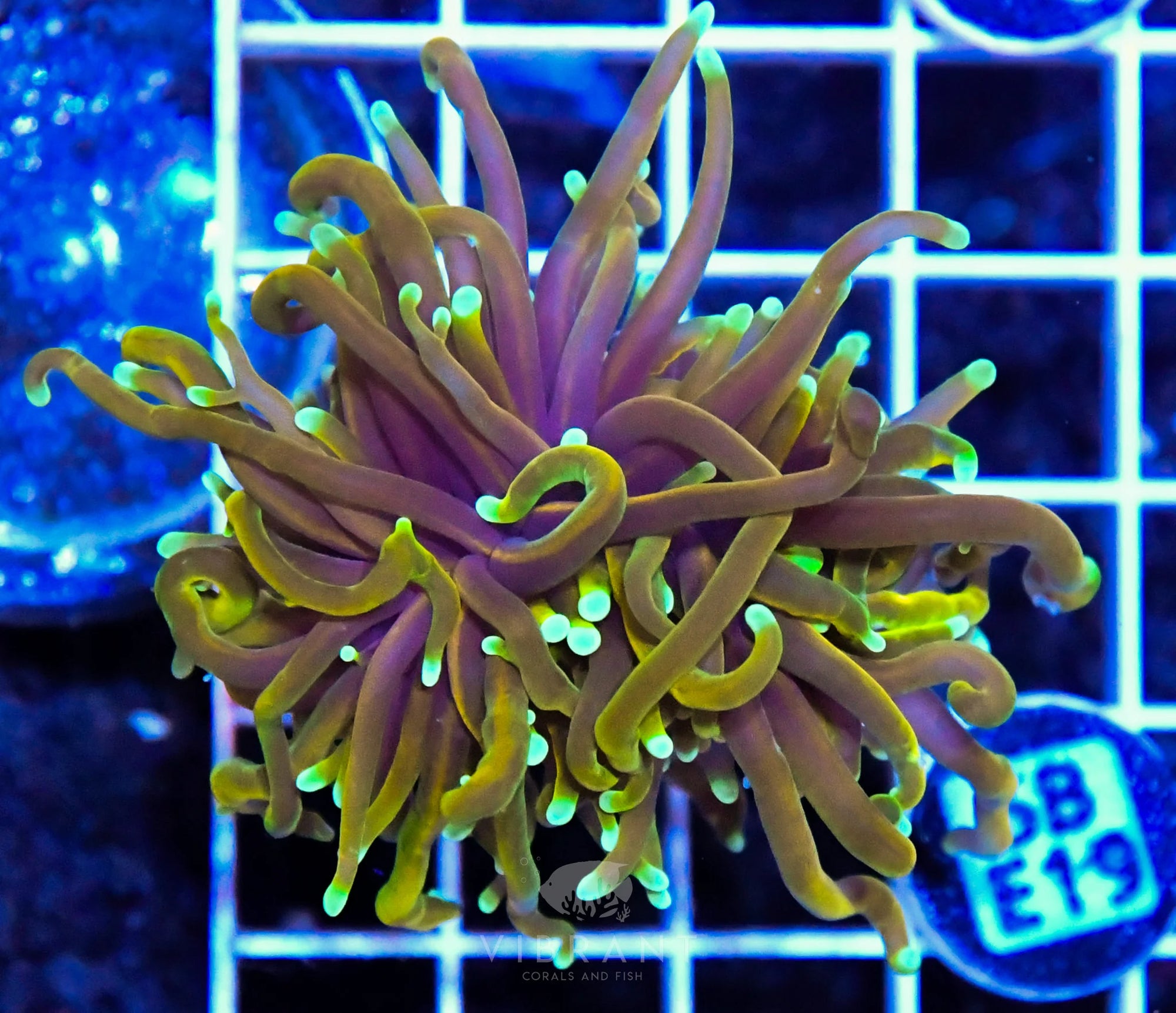 Frag Torch INDO W Fat Head