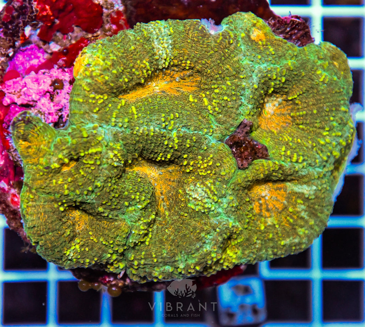 Symphyllia INDO W