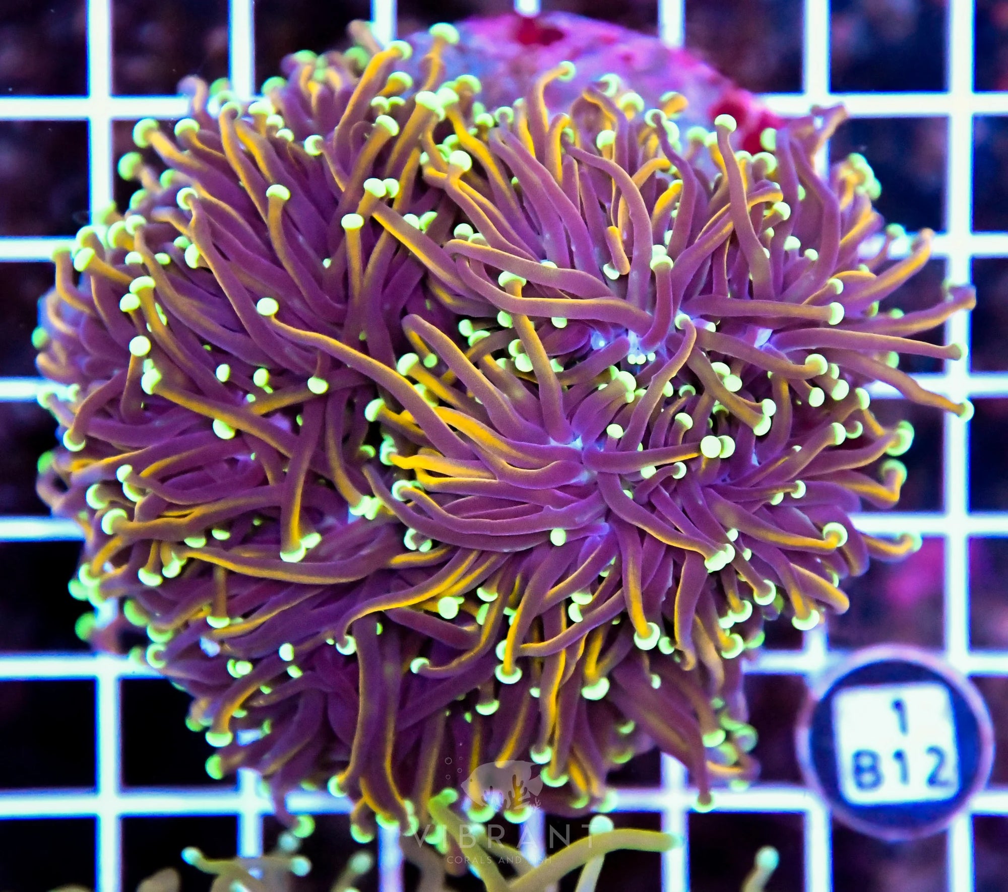 Torch INDO Colony