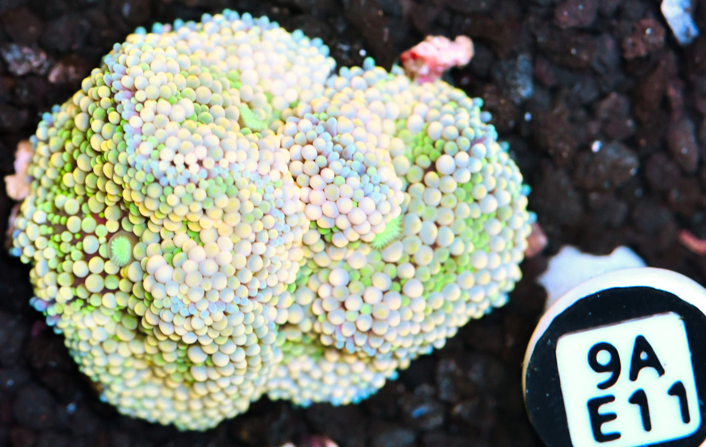 Ricordea Mushroom