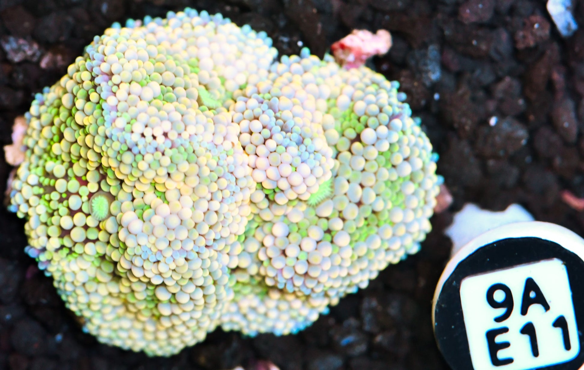 Ricordea Mushroom