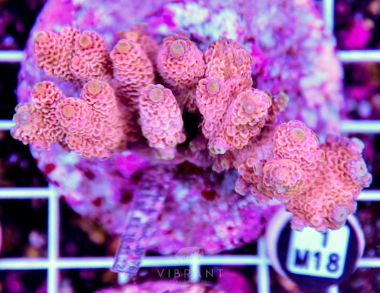 Acro INDO