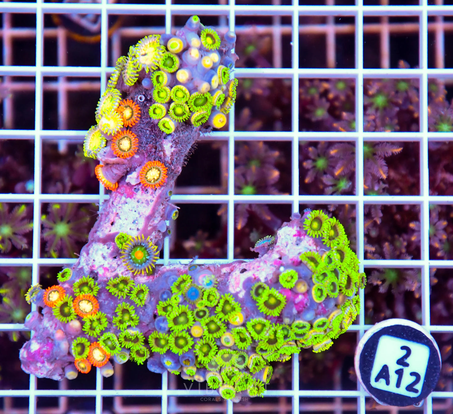 Zoa AUS
