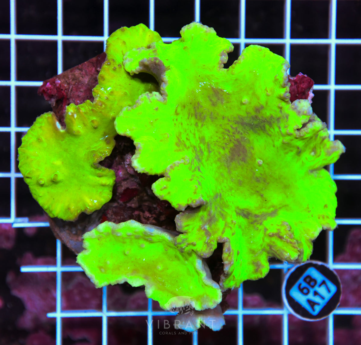Cabbage Coral INDO