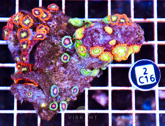 Zoa AUS